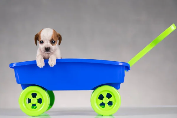 Oyuncak Arabadaki Küçük Şirin Köpek — Stok fotoğraf