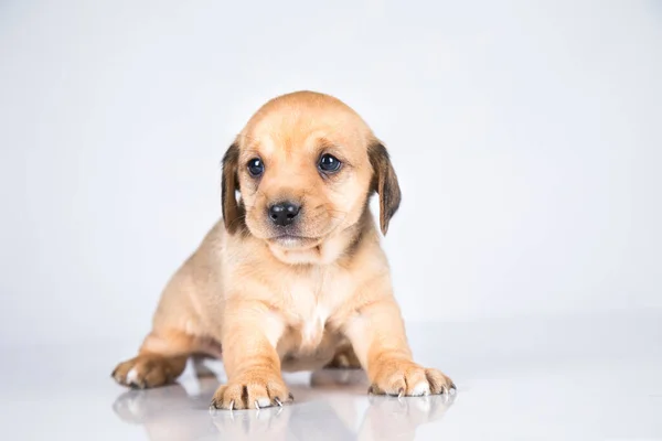白い背景の上の小さな犬 — ストック写真