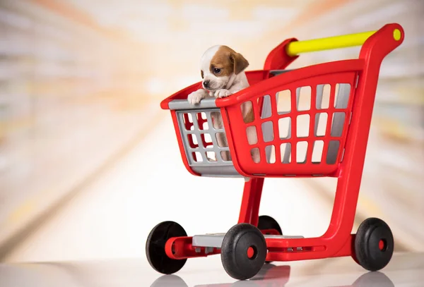 Dog in a shopping cart