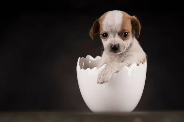 Cão Pequeno Ovo Páscoa — Fotografia de Stock