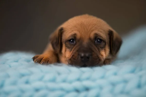 Köpek Küçük Tahta Bir Yatakta Uyur — Stok fotoğraf