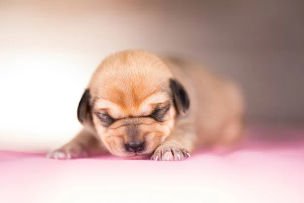 犬の睡眠 動物の概念 — ストック写真