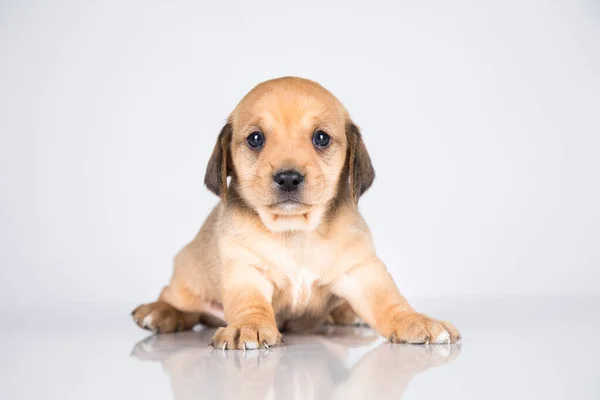 Animaux Compagnie Chien Chiot Animaux Concept — Photo