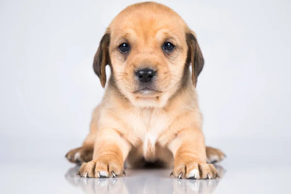Маленькая Собака Белом Фоне — стоковое фото