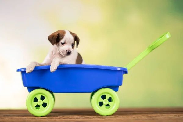 Little Cute Dog Toy Car — Stock Photo, Image