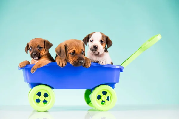 Lindos Cachorrinhos Uma Carroça Brinquedo — Fotografia de Stock