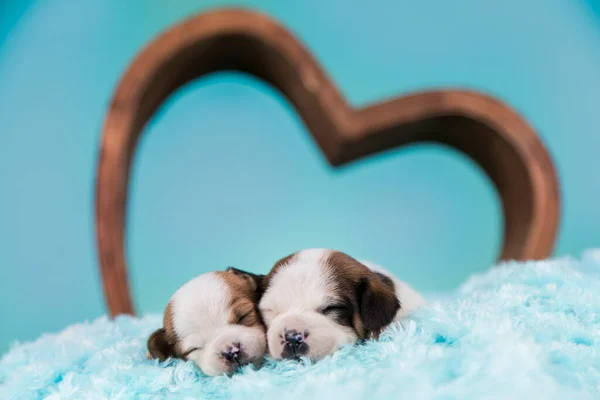 Dogs in love are sleeping