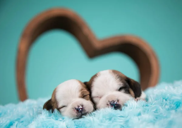Zakochane Psy Śpią — Zdjęcie stockowe