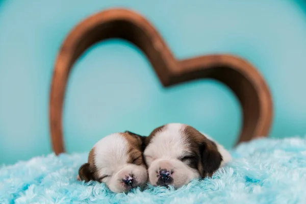 Psy Miłości Śpią — Zdjęcie stockowe