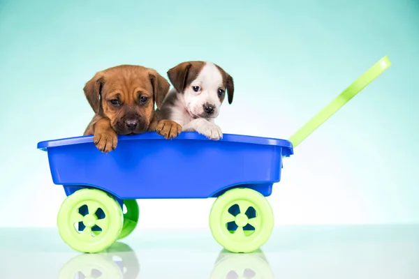 Oyuncak Arabadaki Sevimli Köpekler — Stok fotoğraf