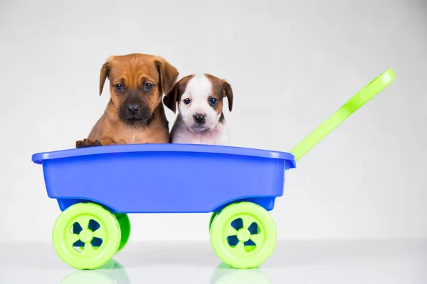 Oyuncak Arabadaki Sevimli Köpekler — Stok fotoğraf