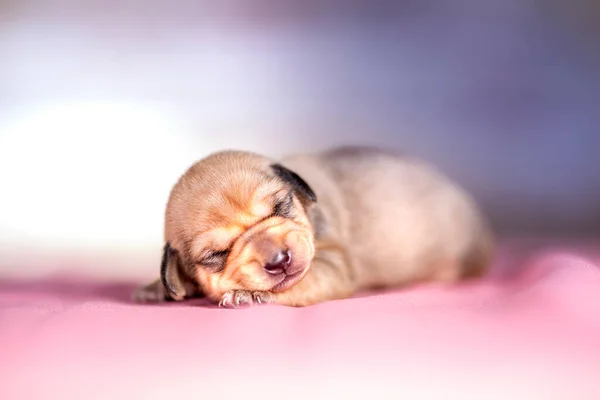 Kutyák Alszanak Állatok Fogalma — Stock Fotó