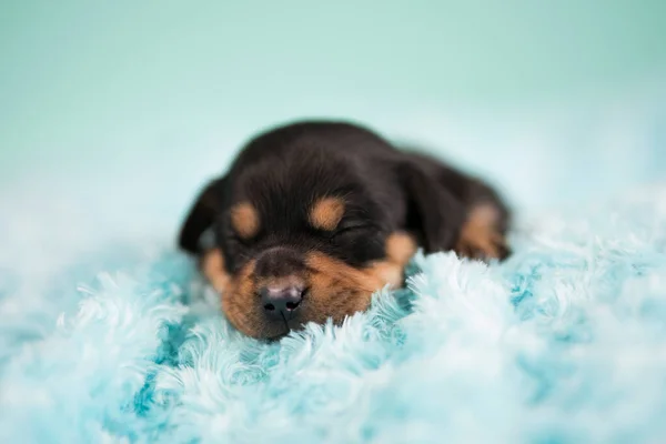 Cão Adormecido Cobertor — Fotografia de Stock