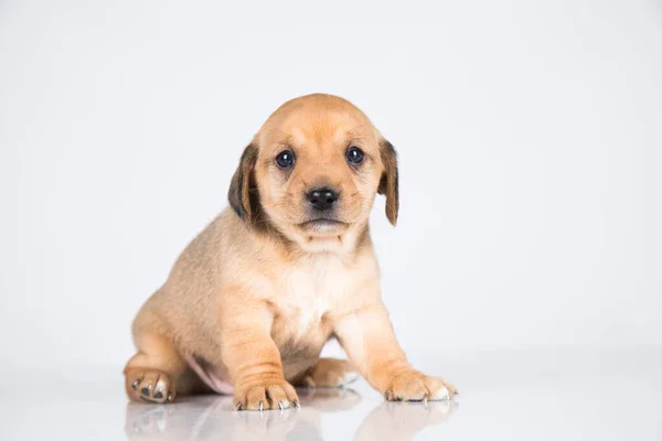 Animaux Compagnie Chien Chiot Animaux Concept — Photo