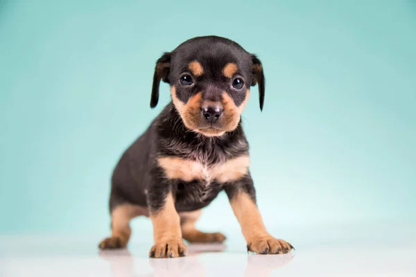 Pet Little Puppy Dog Animals Concept Stock Photo