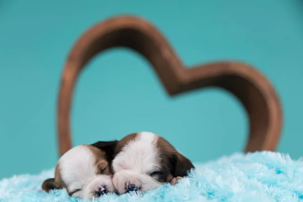 Любовні Собаки Сплять Ліцензійні Стокові Фото