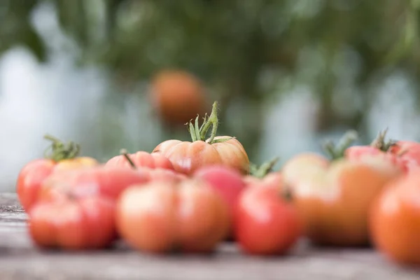 Gemüse Tomaten Auf Holztisch Stockbild