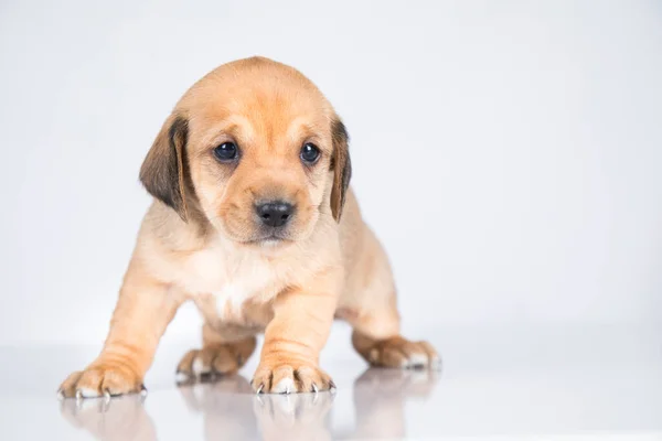 Huisdier Hond Puppy Dieren Concept Rechtenvrije Stockfoto's