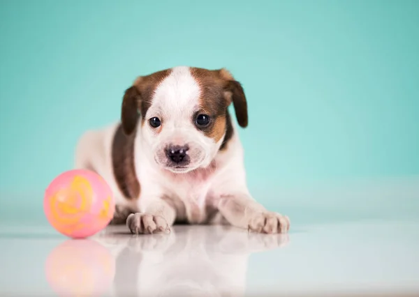 Puppy Hond Speelt Met Een Bal Stockfoto