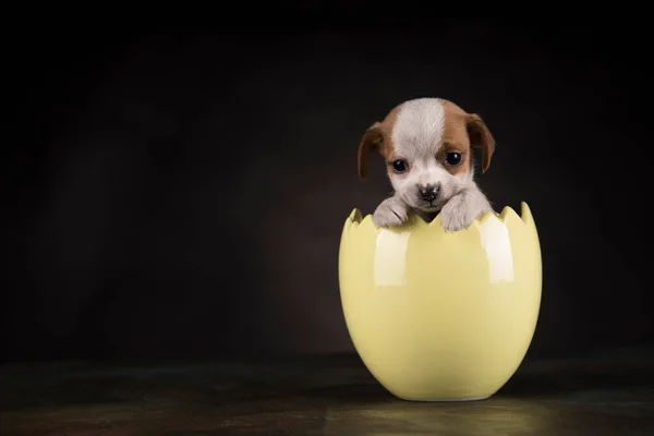 复活节彩蛋里的小狗 图库图片
