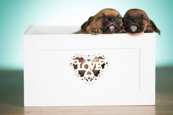愛の小さな犬は木製のデッキ ロイヤリティフリーのストック写真