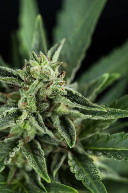 Esrar bitkisi makrosu