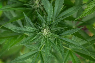 Marihuana bitkisi, bahçede yetişen kenevir bitkisi.