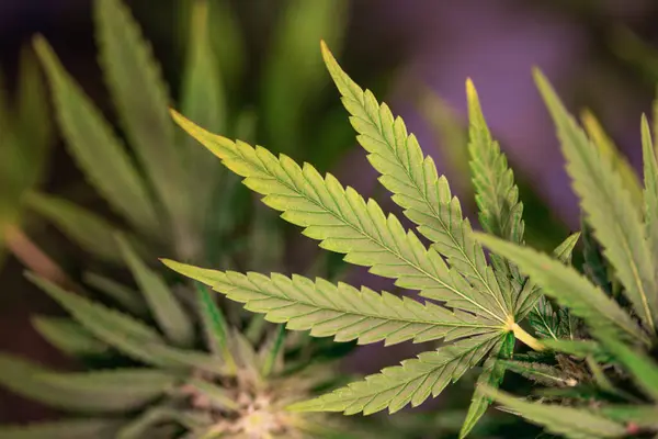 Gazdaságban Termesztett Kannabisznövény Közeli Közelről Jogdíjmentes Stock Képek