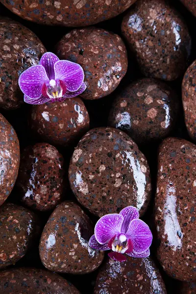 Beautiful Purple Orchid Flower Glass Foto Stock