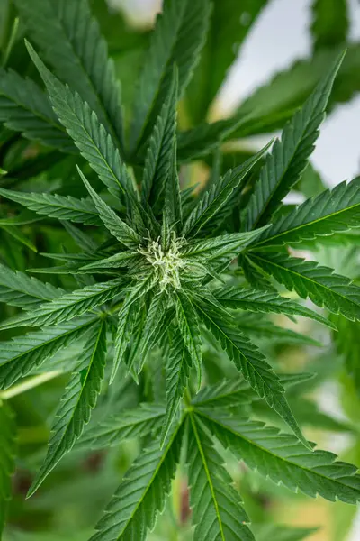 Kannabisz Levelek Kendernövény Kannabisz Háttér Kannabiszlevél Stock Kép