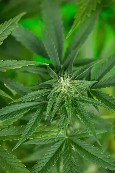Cannabis Levelek Háttérben Zöld Bokor Jogdíjmentes Stock Képek