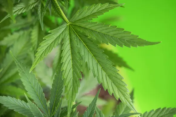 Plante Marijuana Dans Jardin Images De Stock Libres De Droits