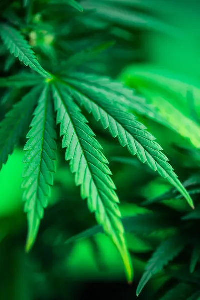 Marijuana Leaf Garden Stock Image
