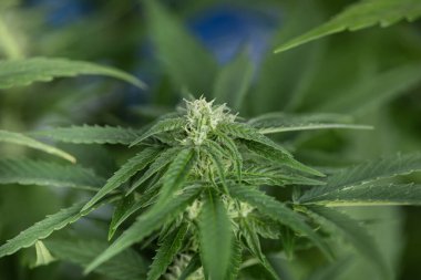 Mavi gökyüzünün arka planında kenevir yaprakları. Marihuana ekimi. esrar.