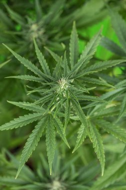 Bahçedeki marihuana yaprağını kapat, seçici odaklanma