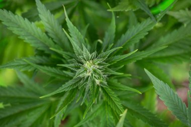Bahçedeki kenevir bitkisinin yakın görüntüsü
