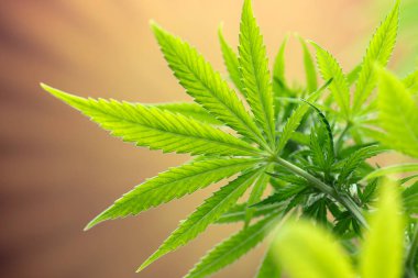 yeşil kenevir yaprağı ve marihuana yaprağı. Esrar geçmişi. Tıbbi marihuana otu. tıbbi bir geçmiş