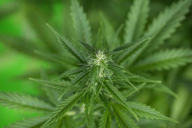 Esrar yaprakları, marihuana, yakın çekim -