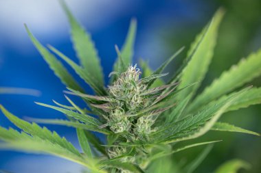 Kenevir çiçeği makroyu kapatır. Tıbbi marihuana bitkisi. yüksek kaliteli fotoğraf