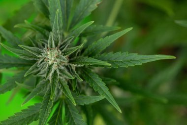 Marihuana bitkisinin yakın görüntüsü