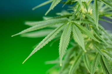 Yapraklı kenevir bitkisi