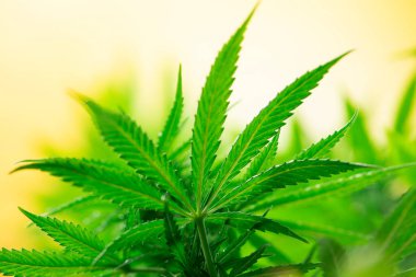 Bulanık marihuana arka planına sahip yeşil kenevir yaprağını kapat.