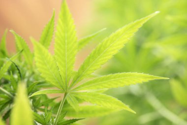 Bulanık bir kenevir bitkisinin arka planında esrar yaprakları, tıbbi marihuana konsepti, CBD keneviri