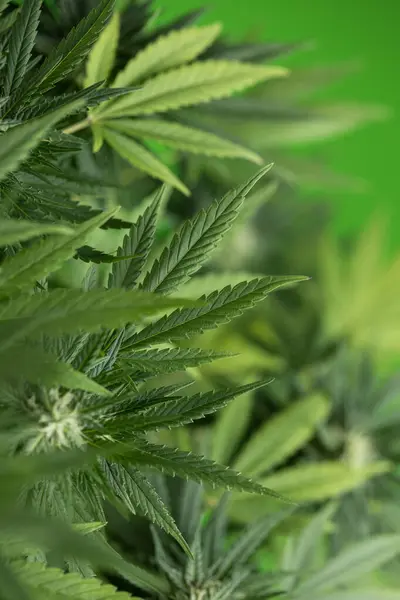 Cannabis Plant Marijuana Leaves — Stock Photo, Image