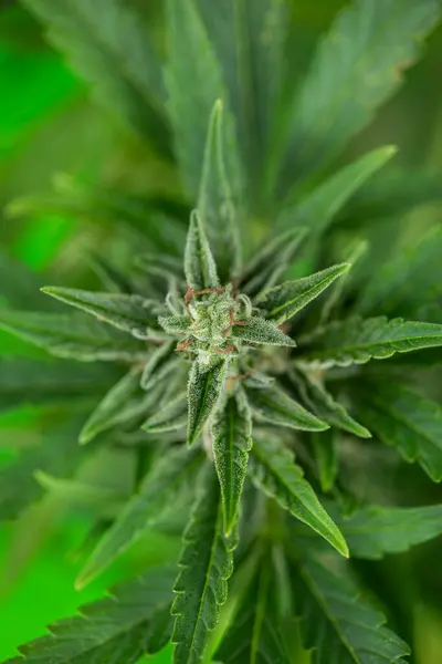 Green Cannabis Plant Bloom — Stock Photo, Image