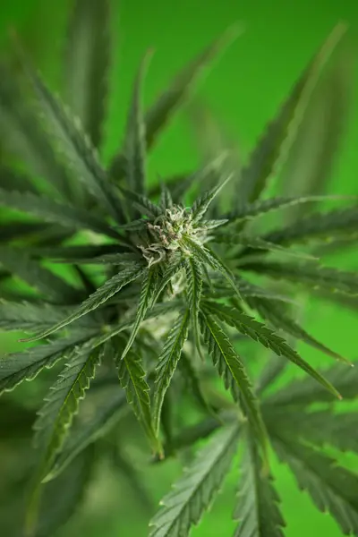 Marijuana Cannabis Leaf Close Macro Shot — Stock Photo, Image