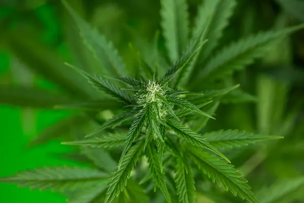 Close Marijuana Bud Green Leaves White Background — Stock Photo, Image