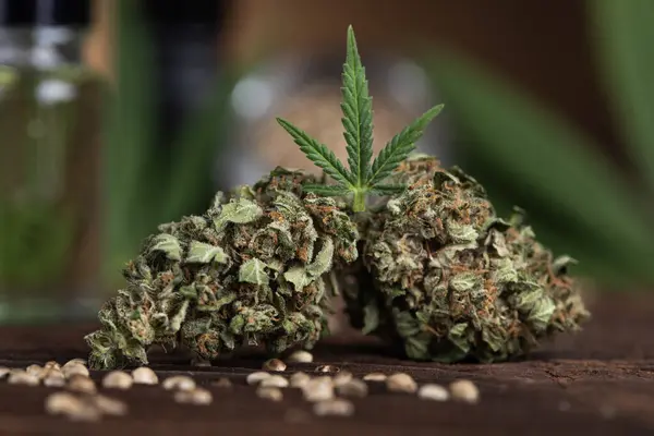 Cannabis Leaves Marijuana — Stock Photo, Image