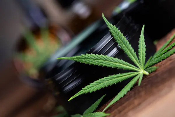 Marijuana Buds Cannabis Leaves Marijuana Leaves Dark Background Hemp Cannabis — Stock Photo, Image