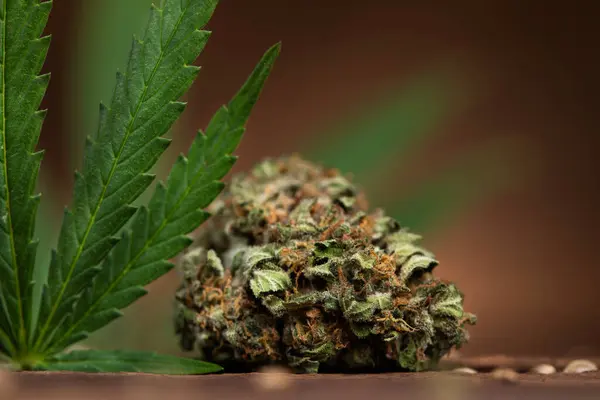 Cannabis Bud Hemp Leaf Bud — Stock Photo, Image